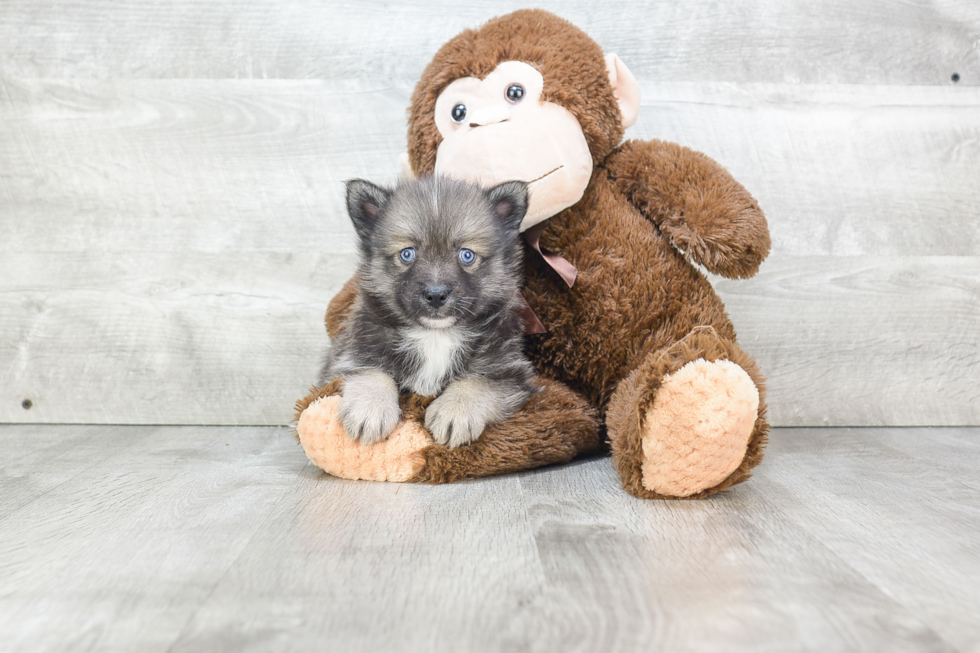 Pomsky Puppy for Adoption