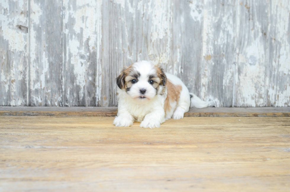 Teddy Bear Pup Being Cute