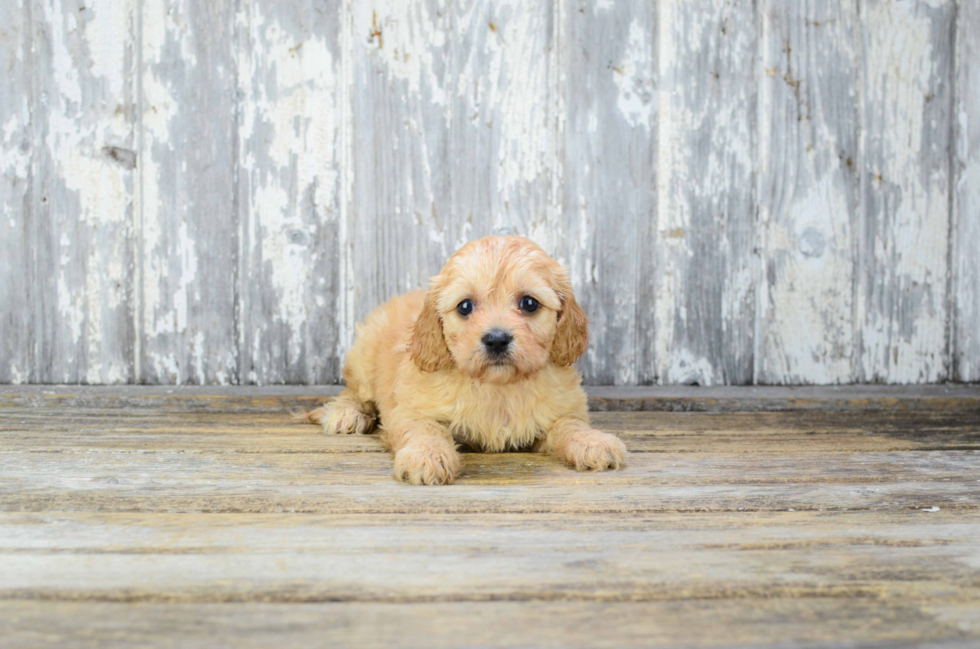 Best Cavachon Baby