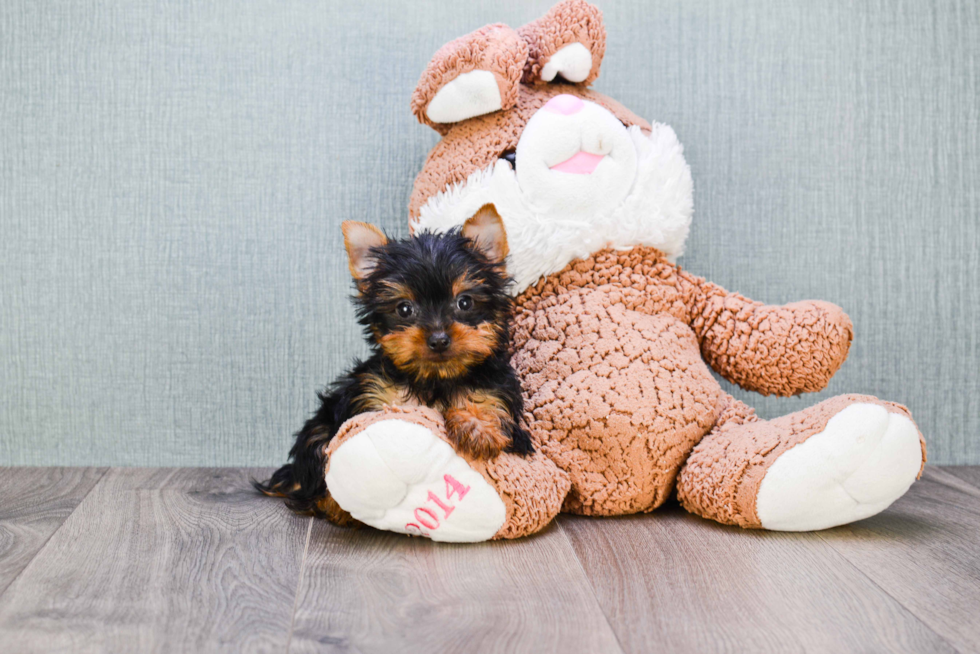 Meet Batman - our Yorkshire Terrier Puppy Photo 