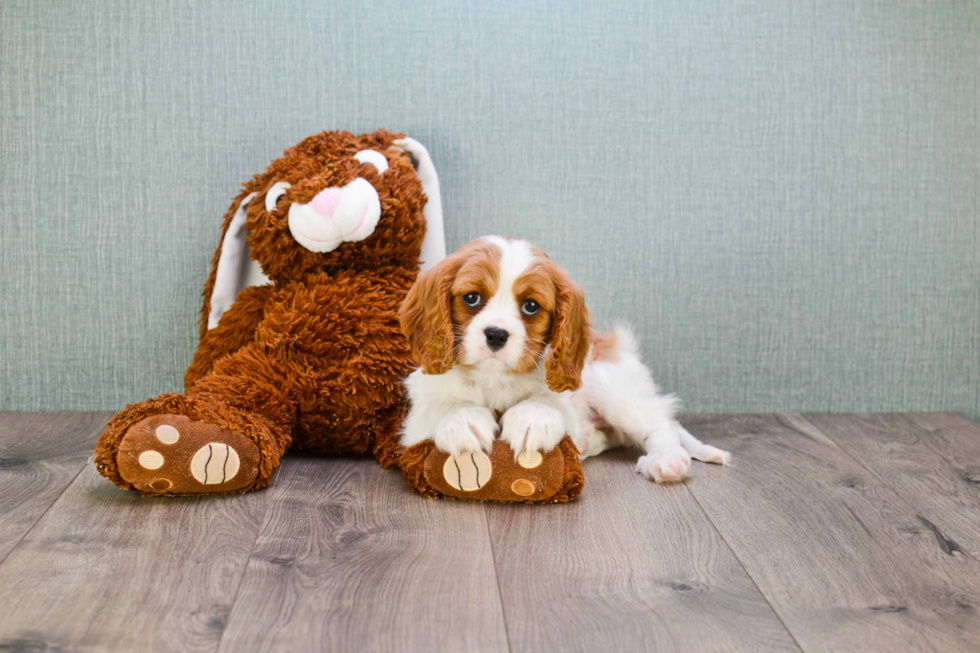 Cavalier King Charles Spaniel Puppy for Adoption