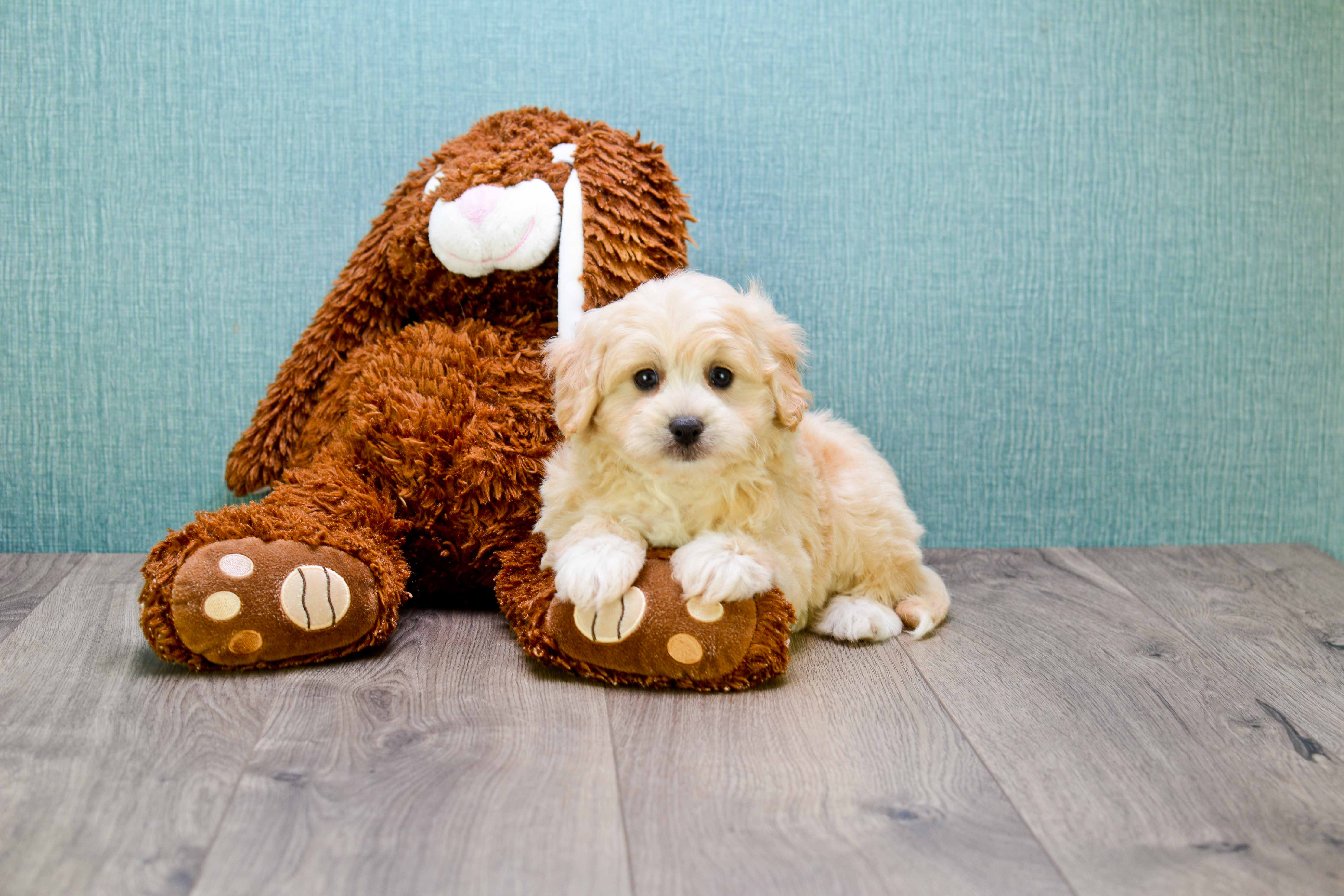Small Cavapoo Baby