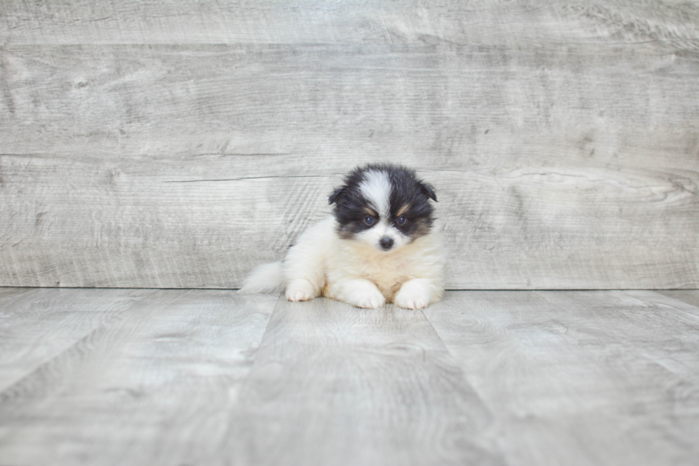 Pomeranian Puppy for Adoption