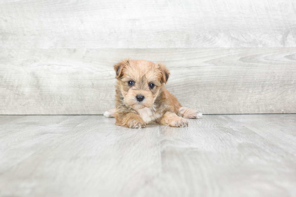 Little Yorkie Designer Puppy