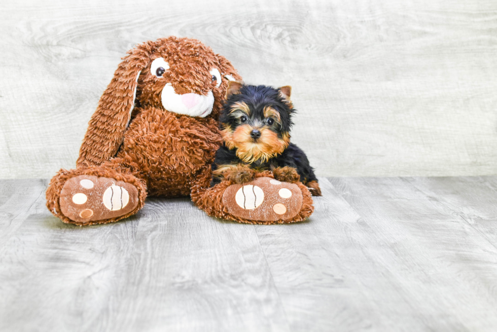 Meet Rascal - our Yorkshire Terrier Puppy Photo 