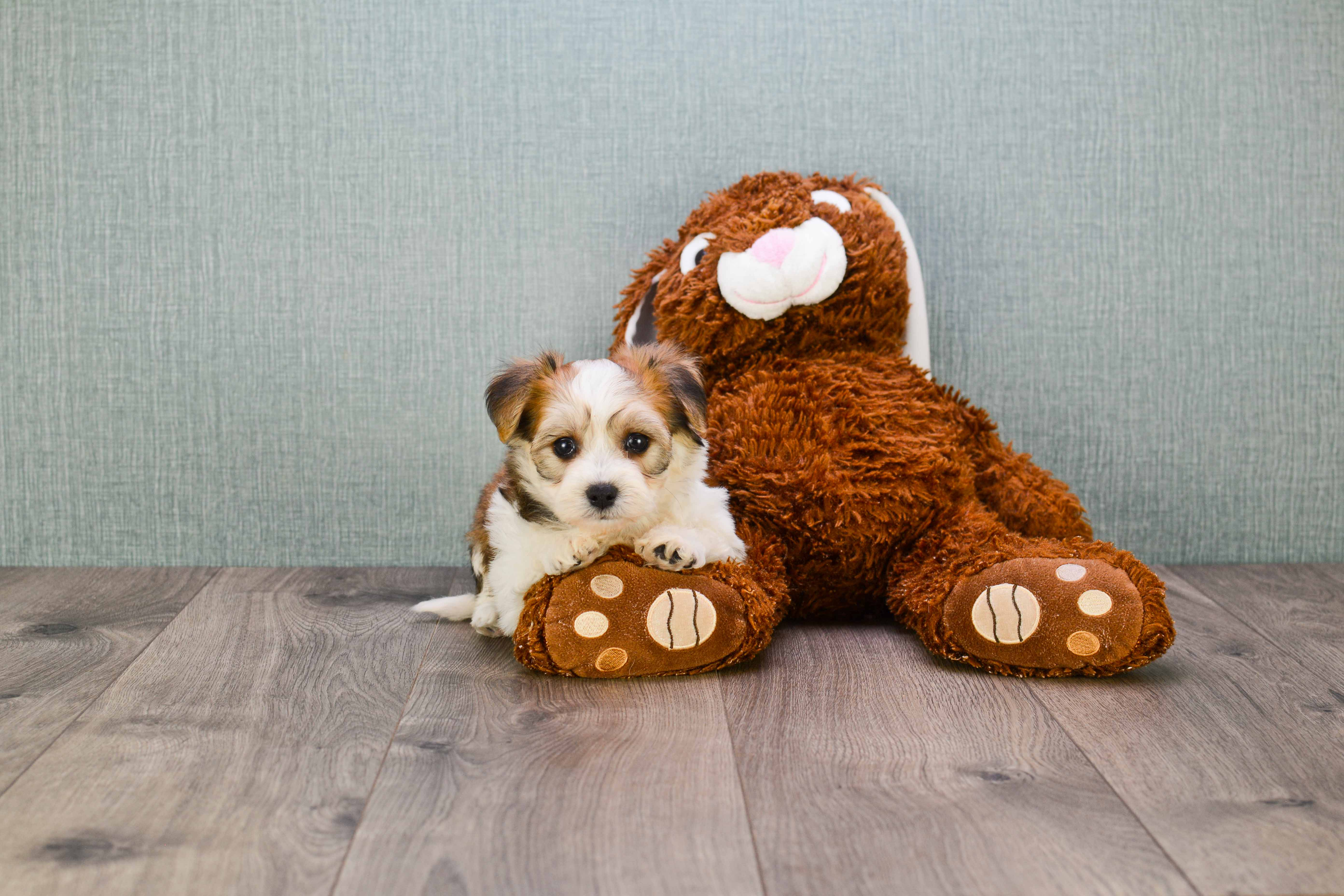 Best Morkie Baby