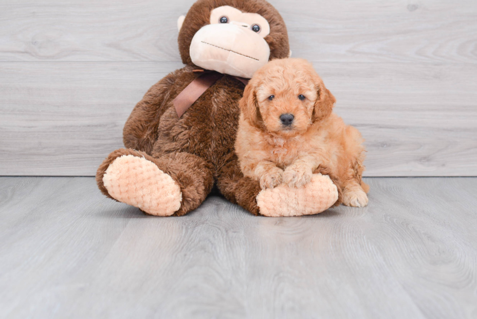 Friendly Mini Goldendoodle Baby