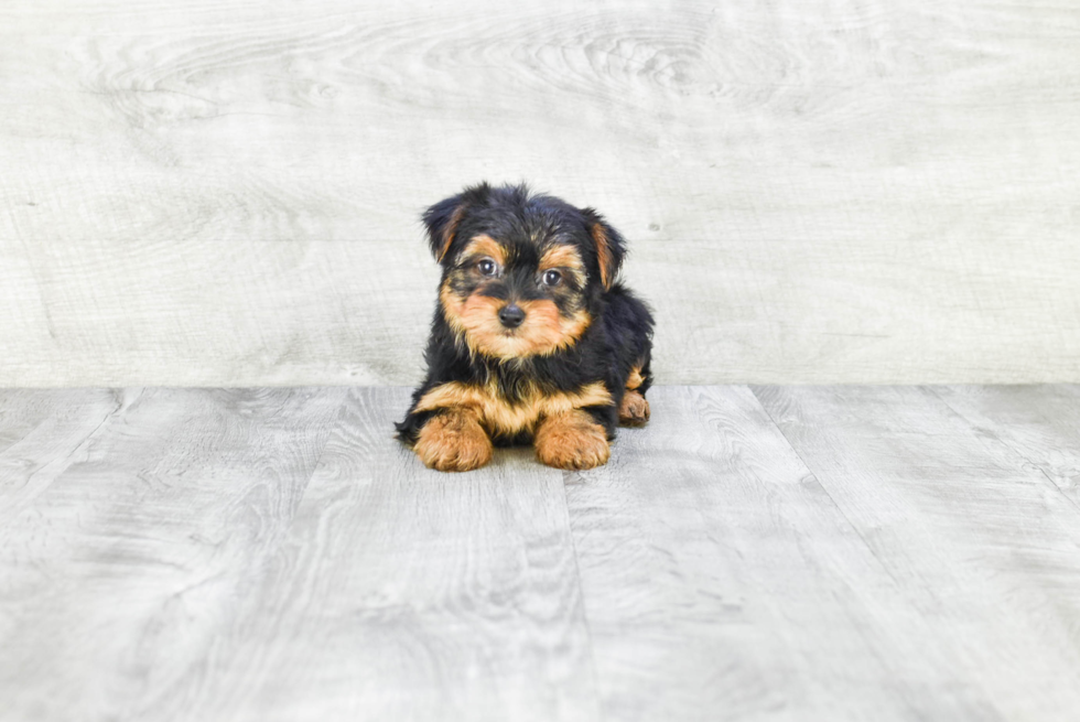 Meet Lisa - our Yorkshire Terrier Puppy Photo 