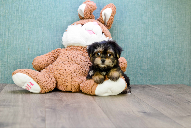 Little Yorkie Designer Puppy