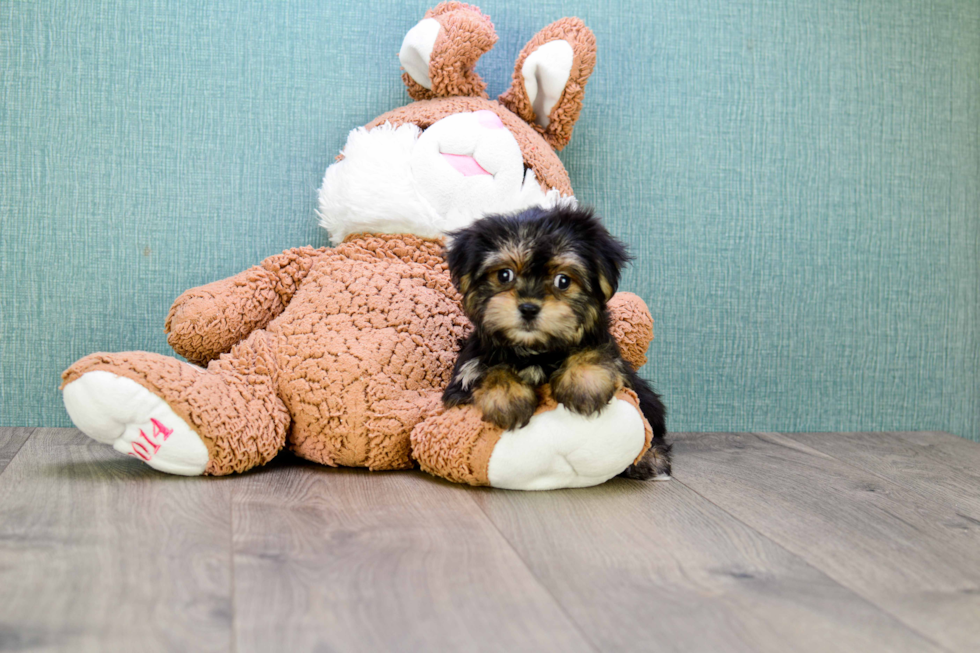 Little Yorkie Designer Puppy