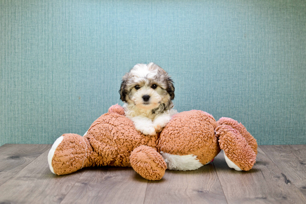 Happy Teddy Bear Baby