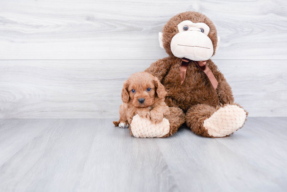 Energetic Cavoodle Poodle Mix Puppy