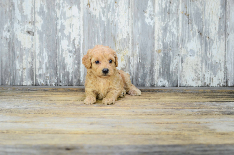 Happy Cavapoo Baby