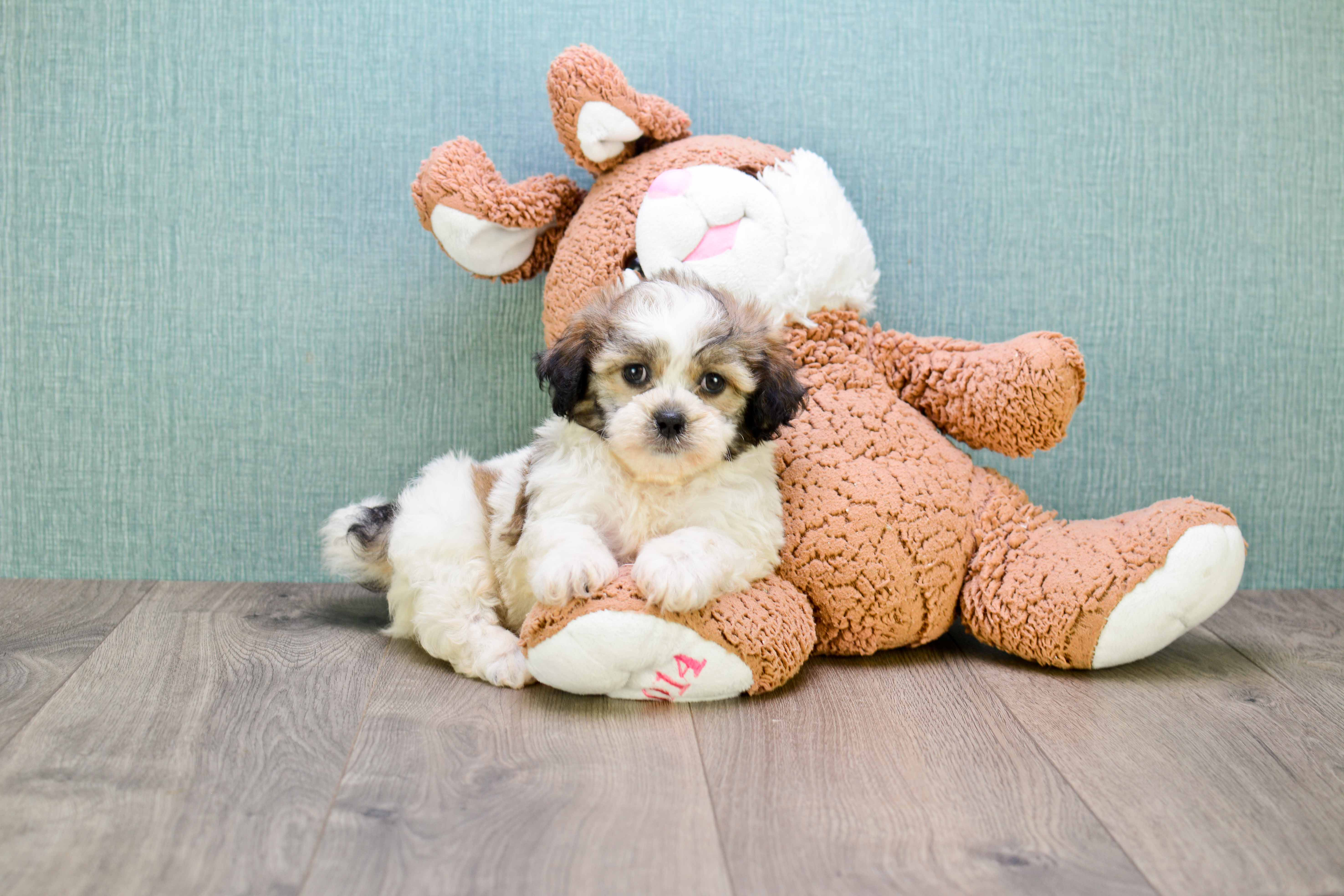 Best Teddy Bear Baby