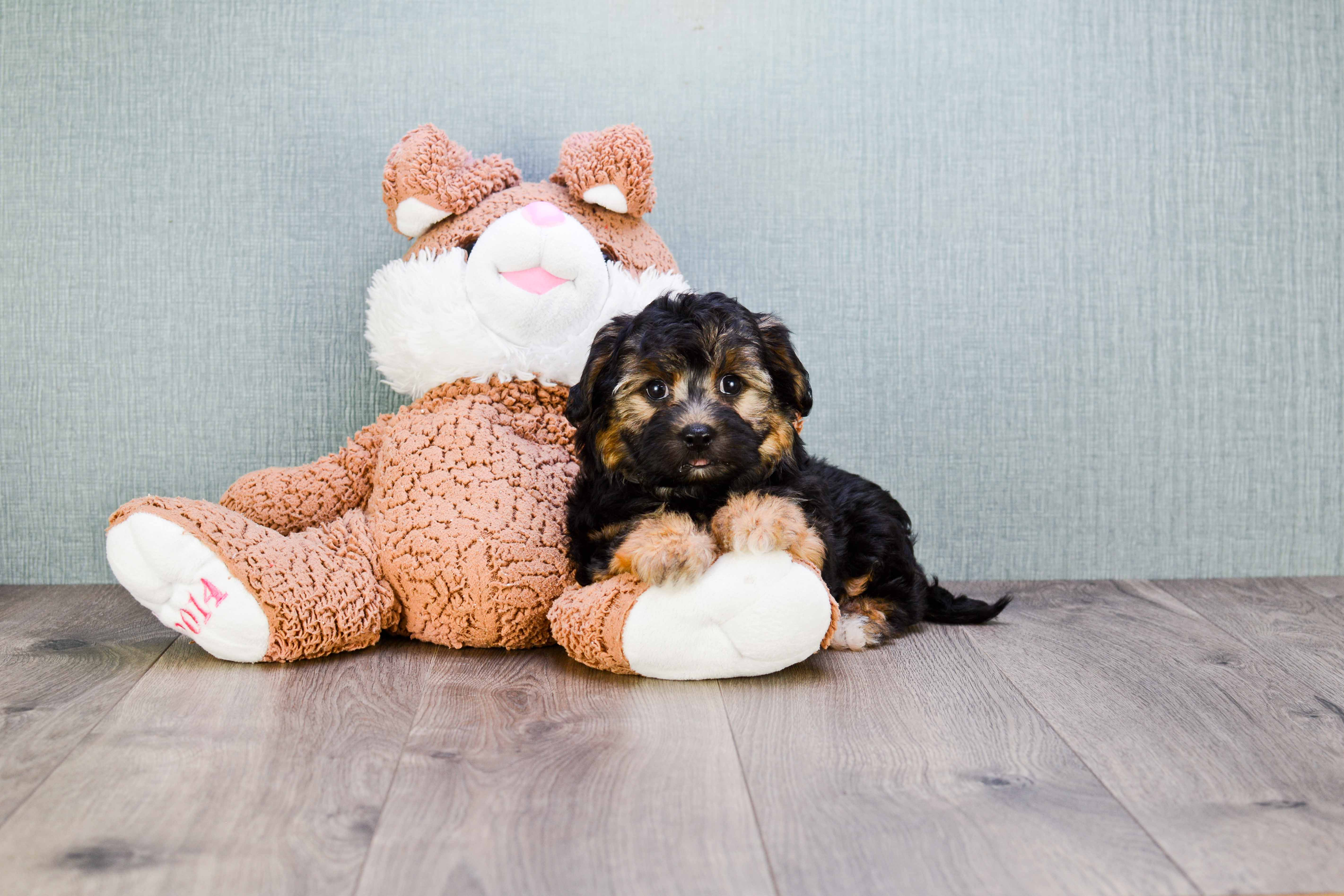 Best Morkie Baby