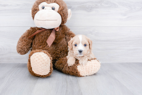 Adorable Cavoodle Poodle Mix Puppy