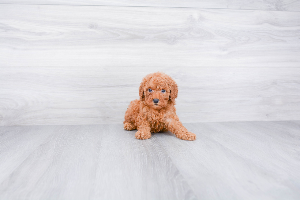 Cavapoo Pup Being Cute