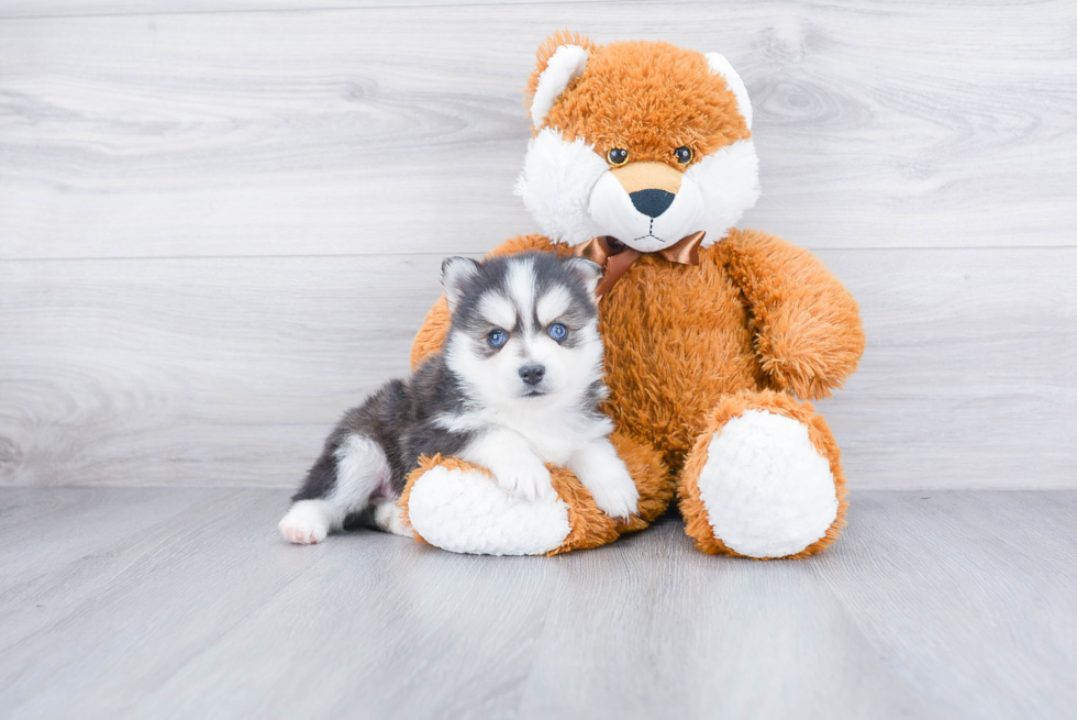 Playful Mini Husky Designer Puppy