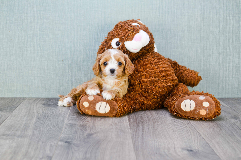 Cavapoo Puppy for Adoption