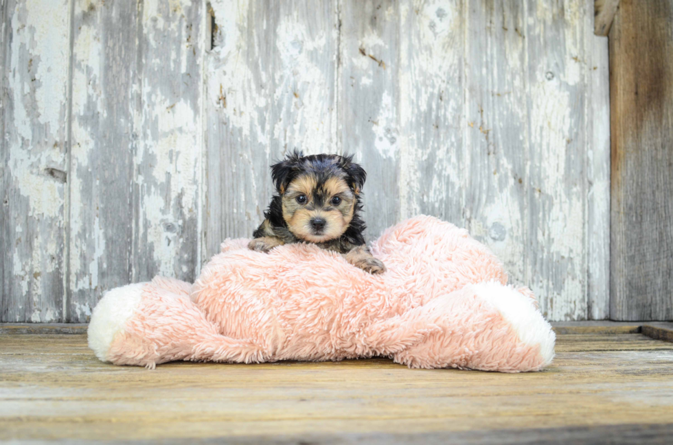 Morkie Puppy for Adoption