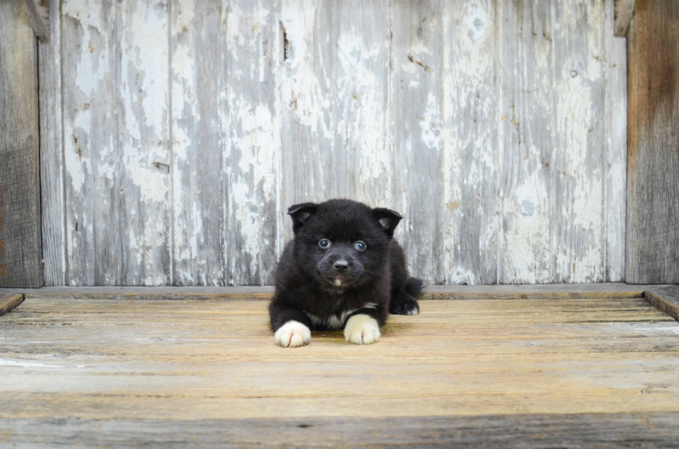 Best Pomsky Baby