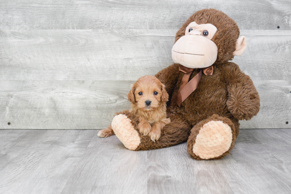 Best Cavapoo Baby