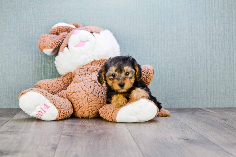 Yorkie Poo Puppy for Adoption