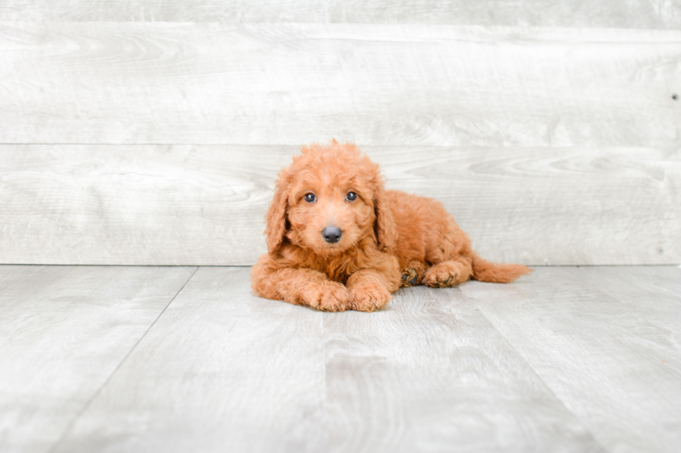 Mini Goldendoodle Puppy for Adoption