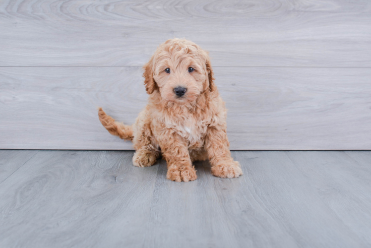 Funny Mini Goldendoodle Poodle Mix Pup