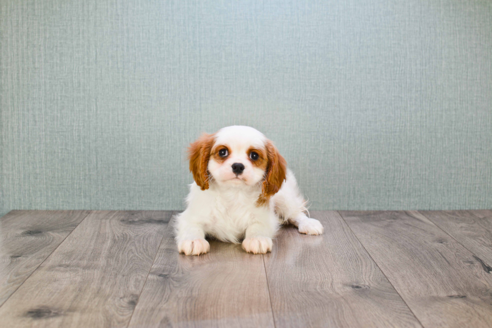 Cavalier King Charles Spaniel Puppy for Adoption