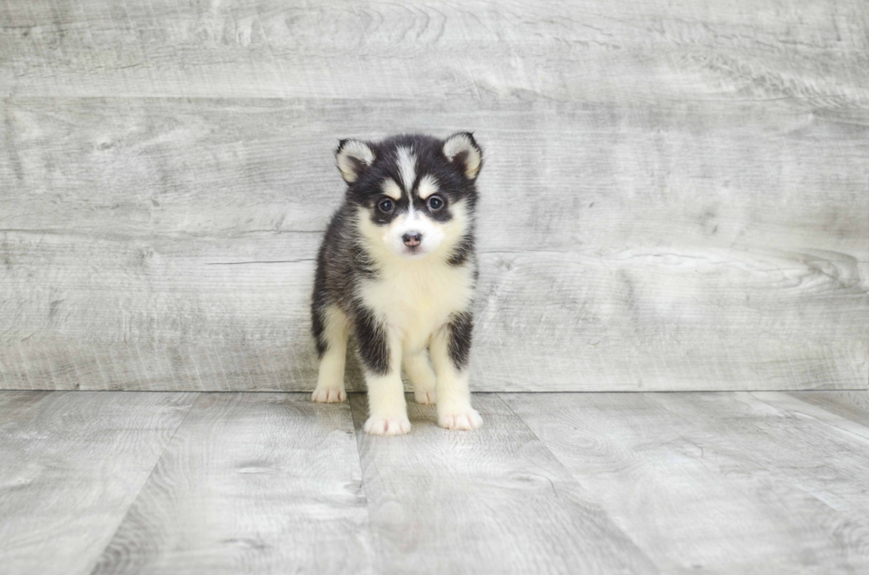 Best Pomsky Baby