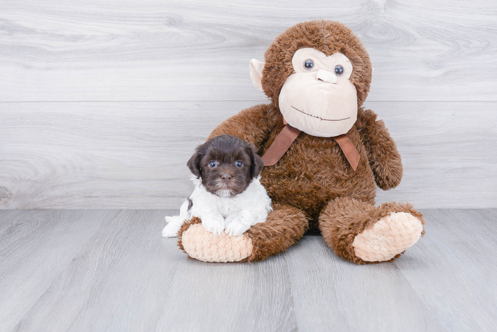 Best Havanese Baby
