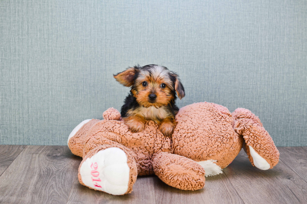 Meet Snickers - our Yorkshire Terrier Puppy Photo 