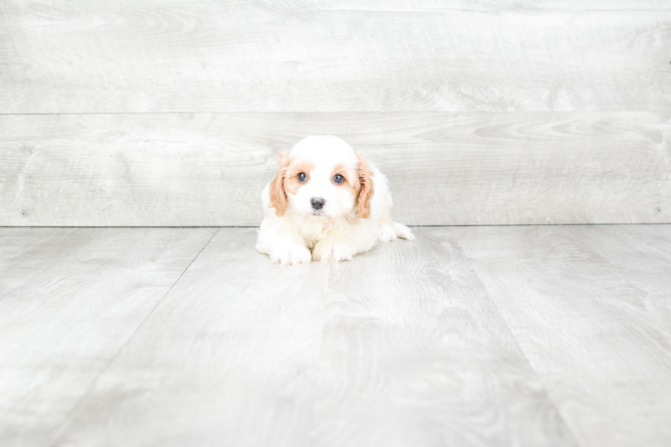 Cavapoo Pup Being Cute