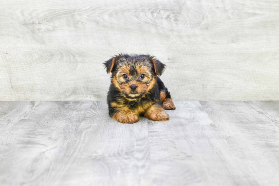 Meet Lisa - our Yorkshire Terrier Puppy Photo 