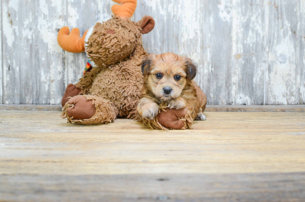 Hypoallergenic Yorkie Designer Puppy