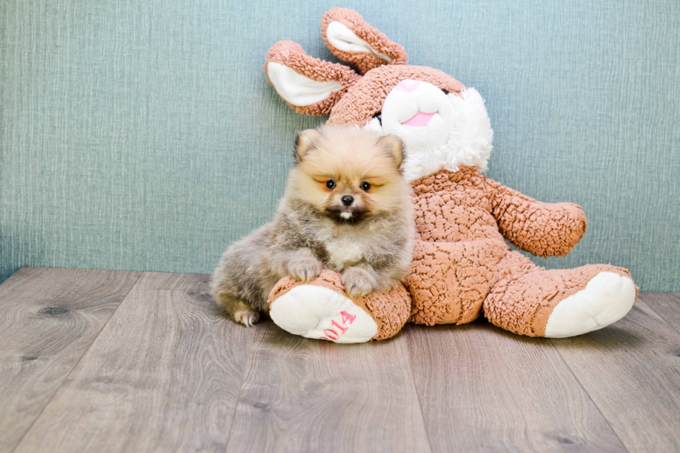 Fluffy Pomeranian Purebred Puppy