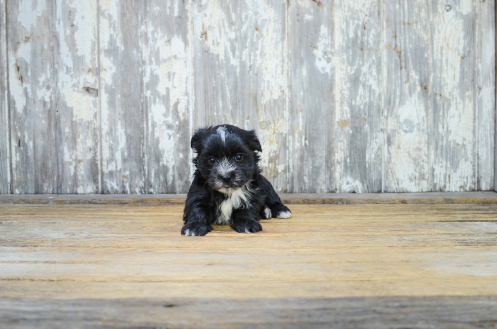 Sweet Morkie Baby