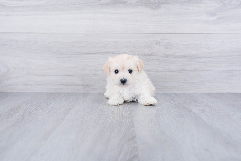 Friendly Maltipoo Baby