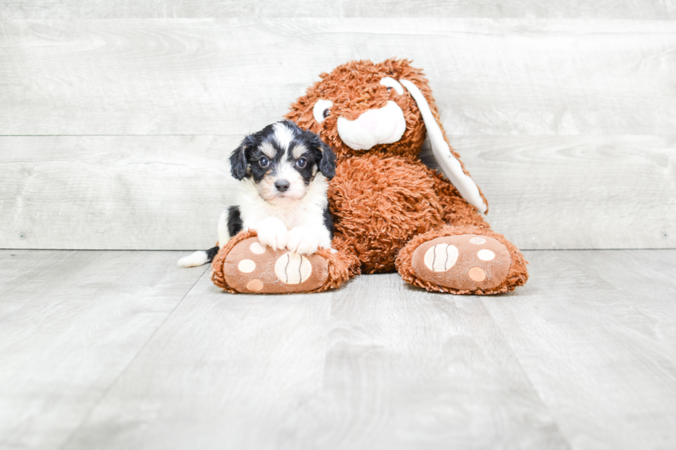 Fluffy Cavachon Designer Pup