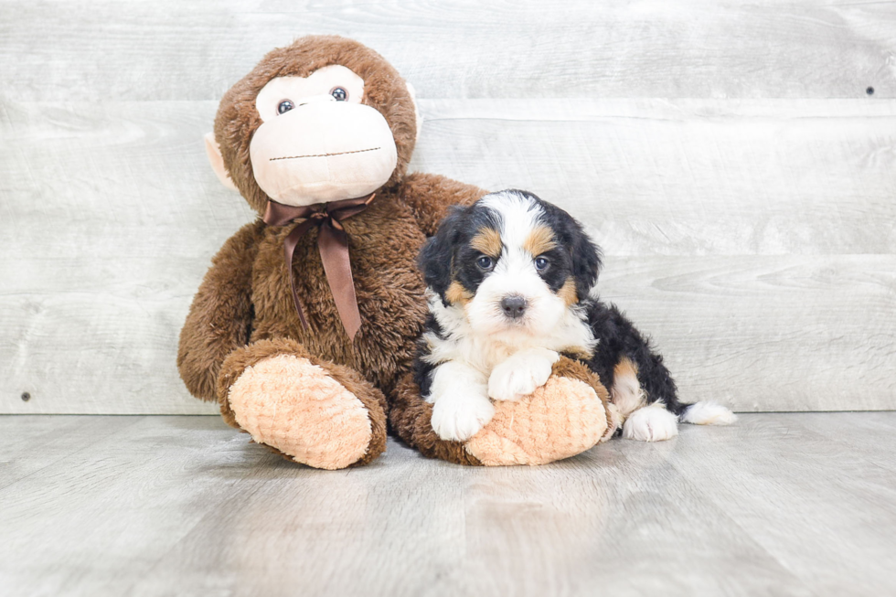 Best Mini Bernedoodle Baby