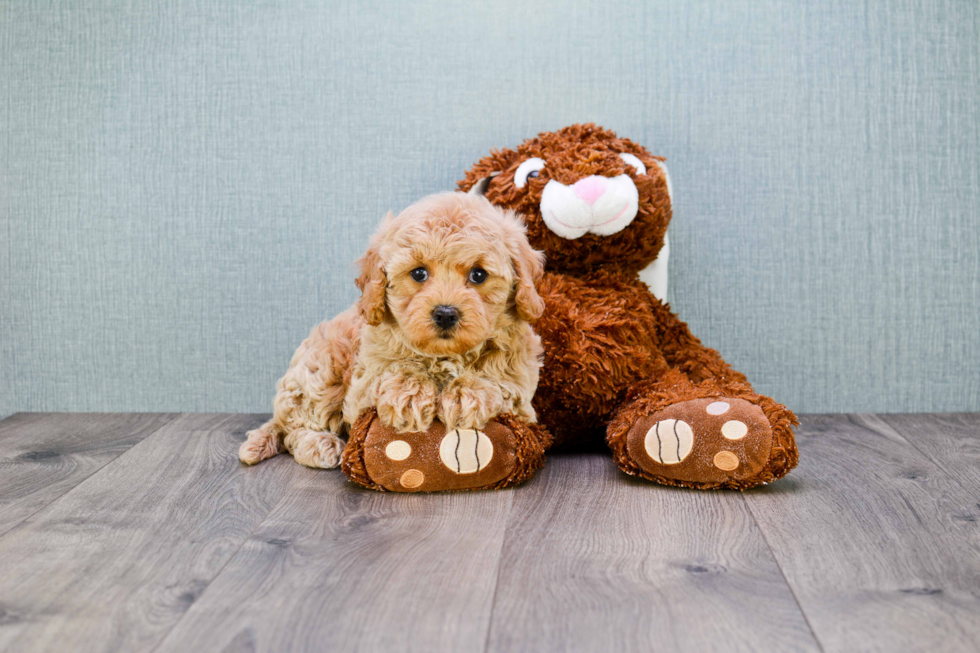 Smart Cavapoo Poodle Mix Pup