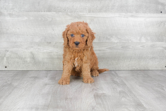 Mini Goldendoodle Pup Being Cute