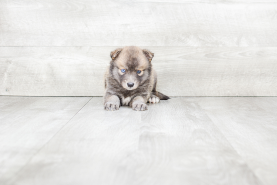 Pomsky Puppy for Adoption