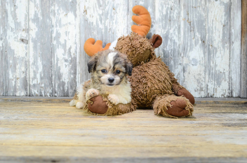 Smart Teddy Bear Designer Pup