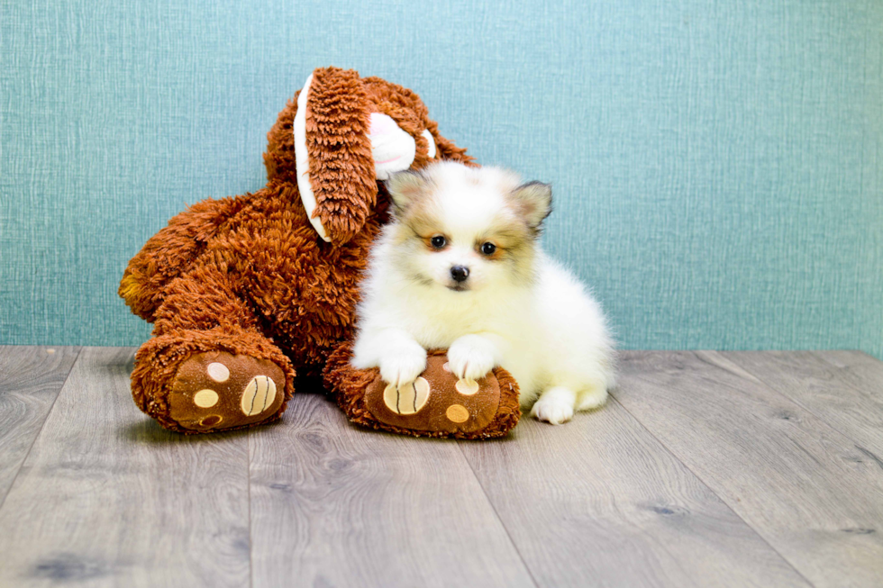 Popular Pomeranian Baby