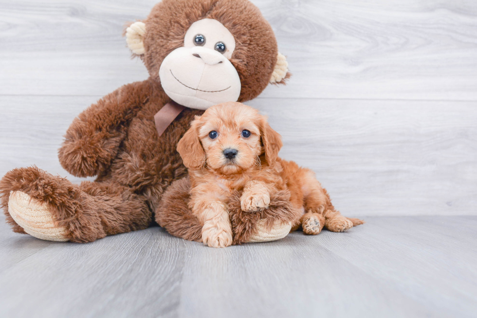 Mini Goldendoodle Puppy for Adoption