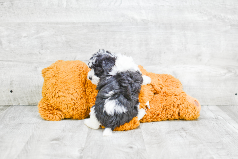 Cute Havanese Purebred Puppy