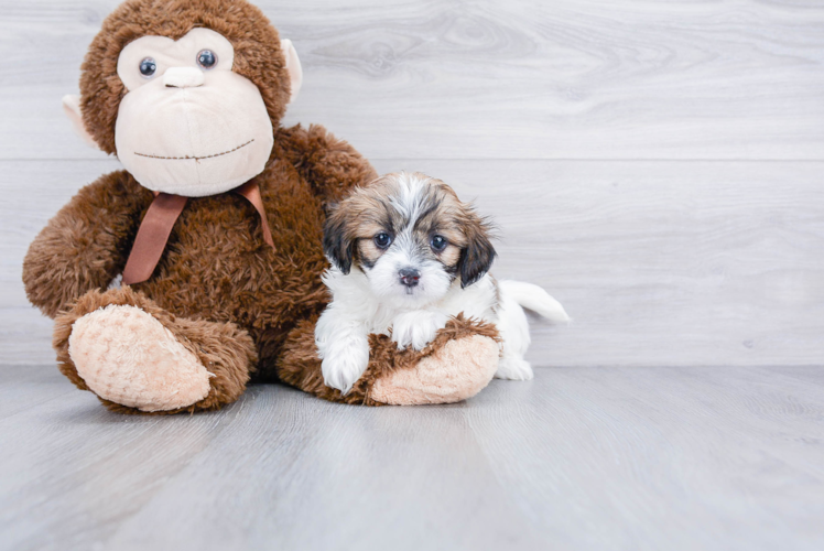 Teddy Bear Pup Being Cute