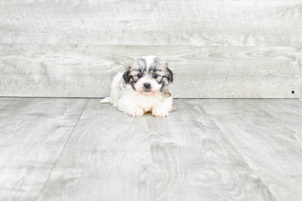 Teddy Bear Pup Being Cute